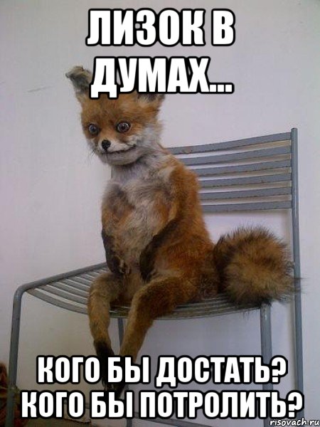 лизок в думах... кого бы достать? кого бы потролить?