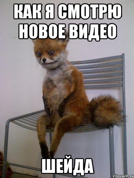 как я смотрю новое видео шейда