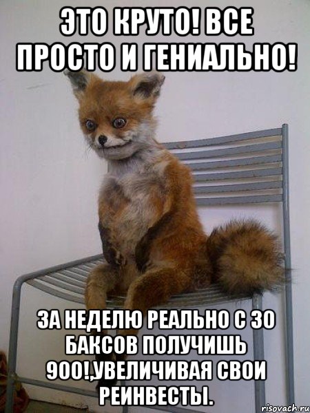 это круто! все просто и гениально! за неделю реально с 30 баксов получишь 900!,увеличивая свои реинвесты., Мем Упоротая лиса