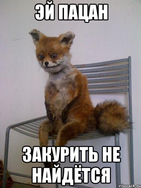 эй пацан закурить не найдётся, Мем Упоротая лиса