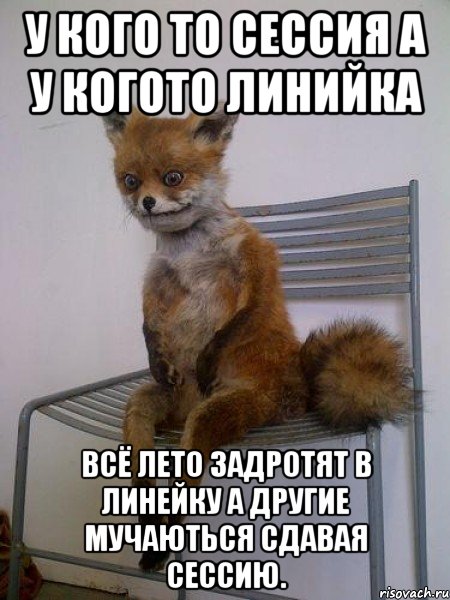 у кого то сессия а у когото линийка всё лето задротят в линейку а другие мучаються сдавая сессию., Мем Упоротая лиса