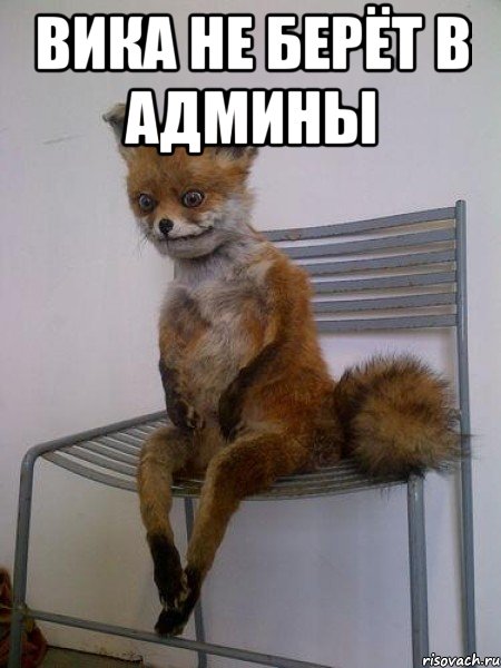 вика не берёт в админы , Мем Упоротая лиса