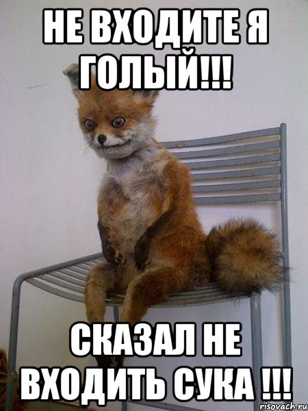 не входите я голый!!! сказал не входить сука !!!, Мем Упоротая лиса