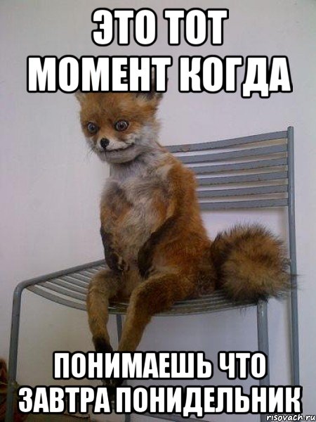 это тот момент когда понимаешь что завтра понидельник, Мем Упоротая лиса