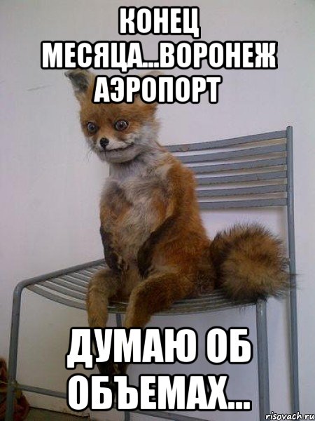 конец месяца...воронеж аэропорт думаю об объемах..., Мем Упоротая лиса