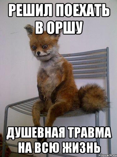 решил поехать в оршу душевная травма на всю жизнь, Мем Упоротая лиса