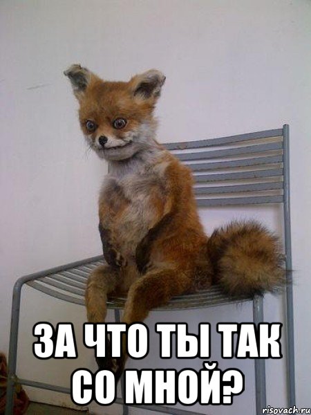  за что ты так со мной?, Мем Упоротая лиса