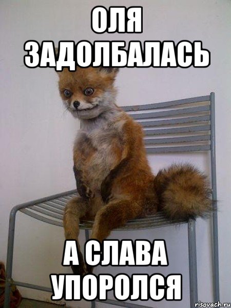 оля задолбалась а слава упоролся, Мем Упоротая лиса