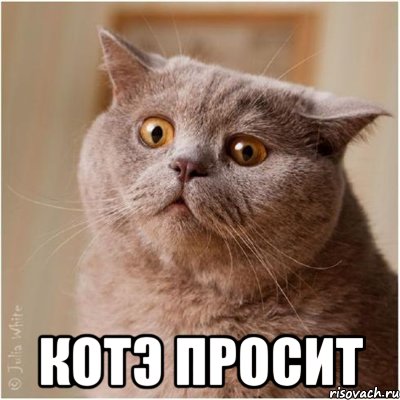  котэ просит, Мем вот так вот