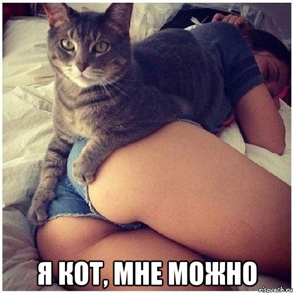  я кот, мне можно, Мем Я кот мне можно
