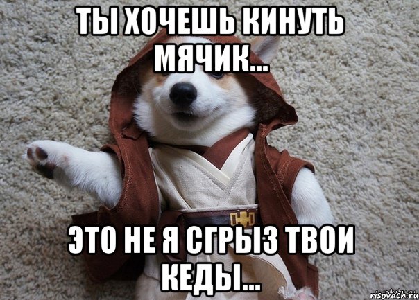 ты хочешь кинуть мячик... это не я сгрыз твои кеды..., Мем Я та собака