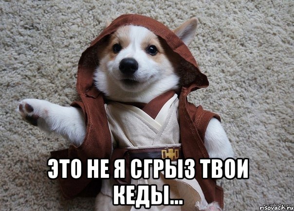  это не я сгрыз твои кеды..., Мем Я та собака