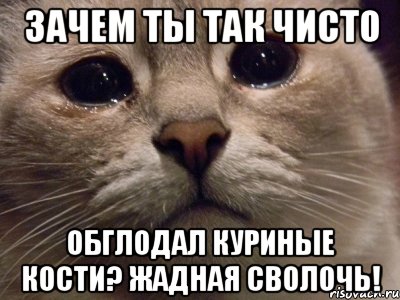 зачем ты так чисто обглодал куриные кости? жадная сволочь!, Мем зачем ты так чисто обглодал кури