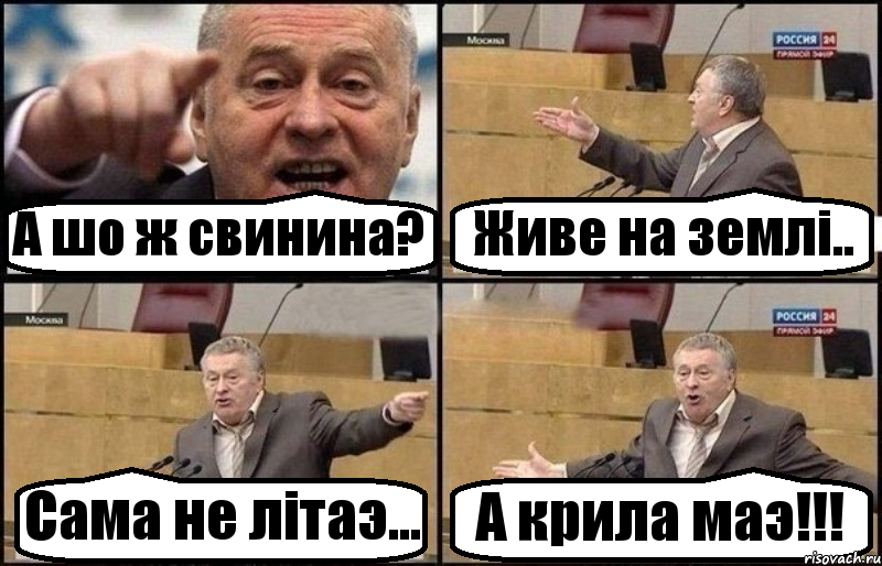 А шо ж свинина? Живе на землi.. Сама не лiтаэ... А крила маэ!!!