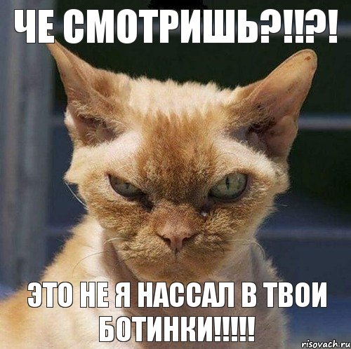 че смотришь?!!?! это не я нассал в твои ботинки!!!