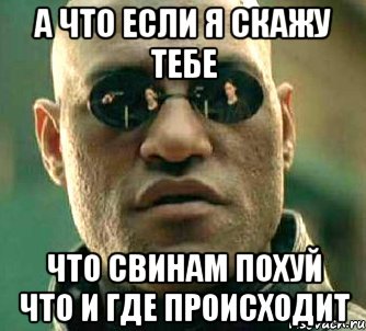 а что если я скажу тебе что свинам похуй что и где происходит, Мем  а что если я скажу тебе