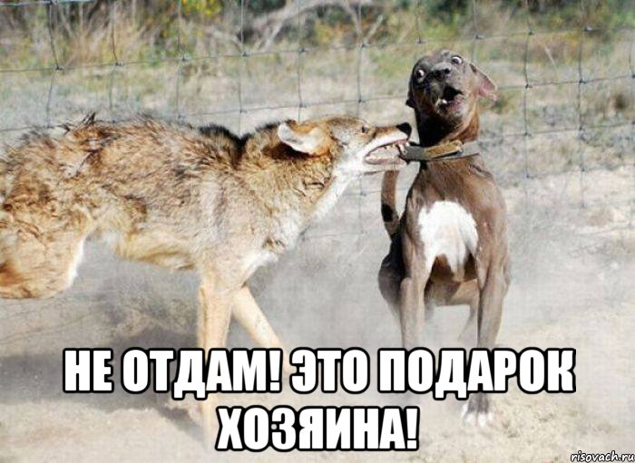  не отдам! это подарок хозяина!, Мем атака