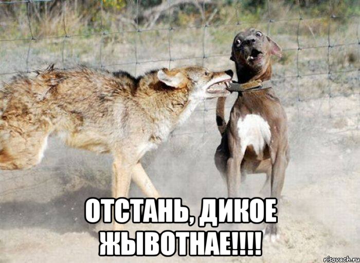  отстань, дикое жывотнае!!!, Мем атака