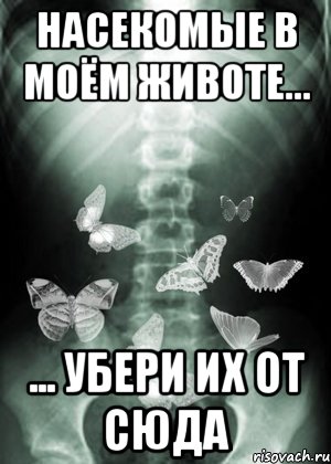 насекомые в моём животе... ... убери их от сюда, Мем бабочки