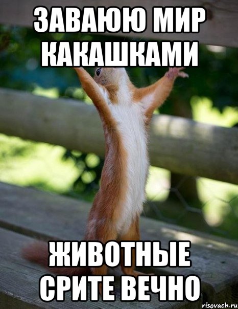 заваюю мир какашками животные срите вечно, Мем    белка молится