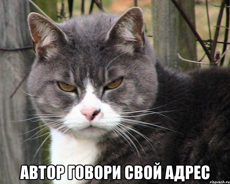  автор говори свой адрес, Мем ЧТО