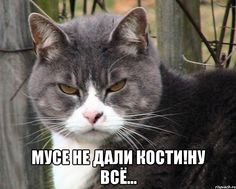  мусе не дали кости!ну всё..., Мем ЧТО