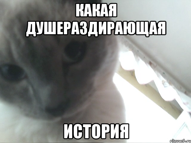 какая душераздирающая история, Мем датышто