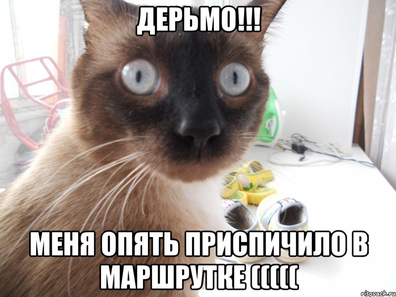 дерьмо!!! меня опять приспичило в маршрутке (((((, Мем дерьмо