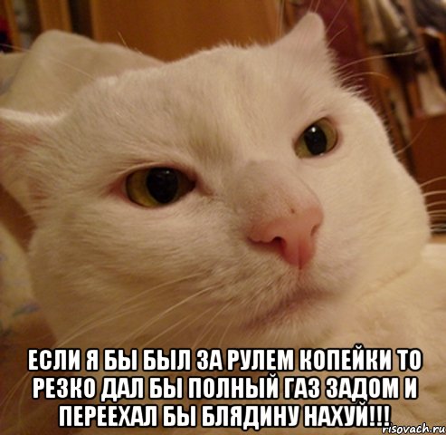  если я бы был за рулем копейки то резко дал бы полный газ задом и переехал бы блядину нахуй!!!, Мем Дерзкий котэ