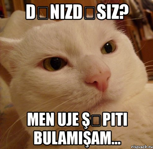 dənizdəsiz? men uje şəpiti bulamışam..., Мем Дерзкий котэ