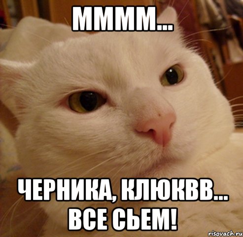 мммм... черника, клюквв... все сьем!, Мем Дерзкий котэ