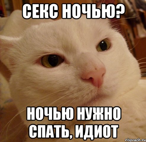 секс ночью? ночью нужно спать, идиот, Мем Дерзкий котэ