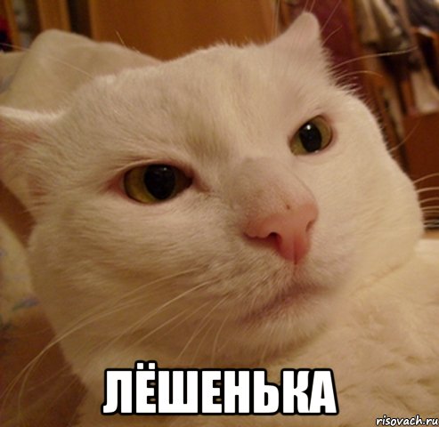  лёшенька, Мем Дерзкий котэ