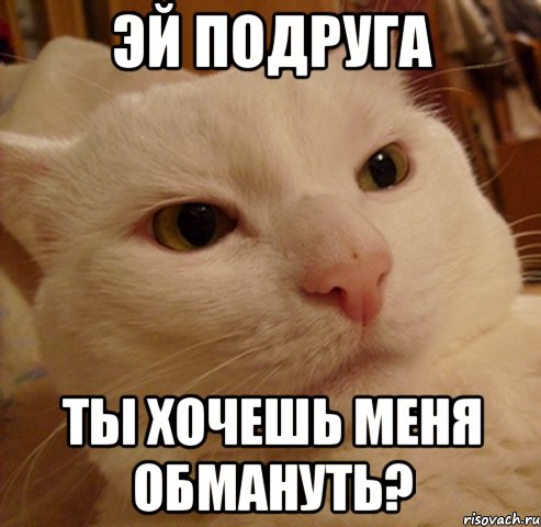 эй подруга ты хочешь меня обмануть?, Мем Дерзкий котэ