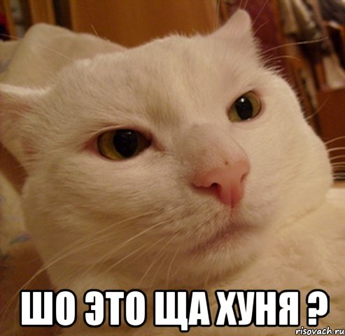  шо это ща хуня ?, Мем Дерзкий котэ