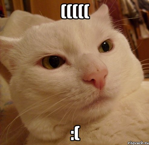 ((((( :(, Мем Дерзкий котэ