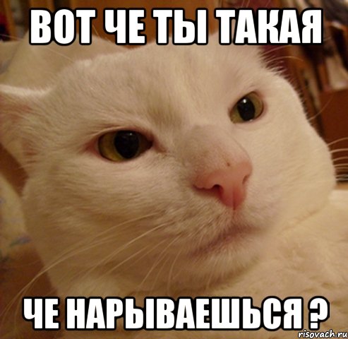 вот че ты такая че нарываешься ?, Мем Дерзкий котэ