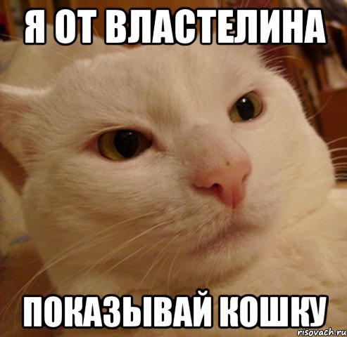 я от властелина показывай кошку, Мем Дерзкий котэ