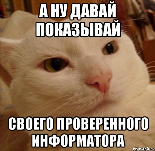 а ну давай показывай своего проверенного информатора, Мем Дерзкий котэ