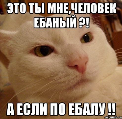 это ты мне,человек ебаный ?! а если по ебалу !!, Мем Дерзкий котэ
