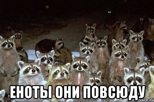  еноты они повсюду