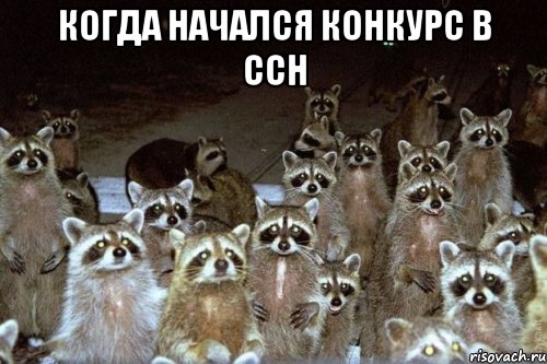 когда начался конкурс в ссн , Мем Еноты они повсюду