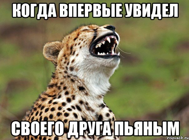 когда впервые увидел своего друга пьяным, Мем гепард