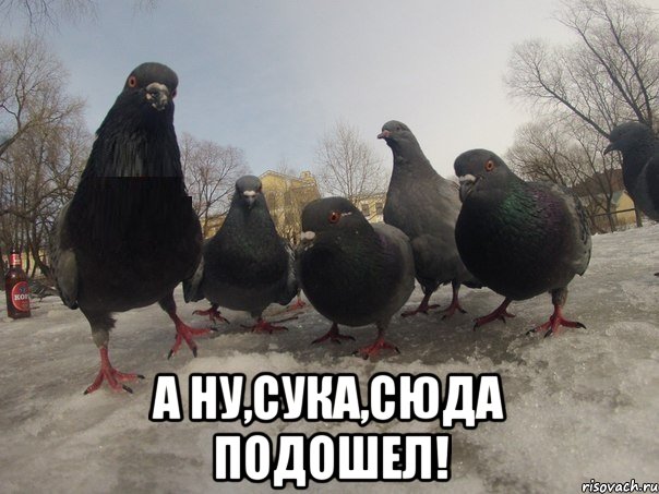 а ну,сука,сюда подошел!, Мем голубь