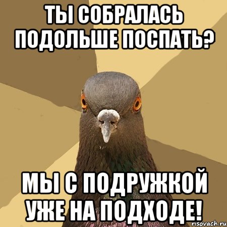 ты собралась подольше поспать? мы с подружкой уже на подходе!, Мем голубь