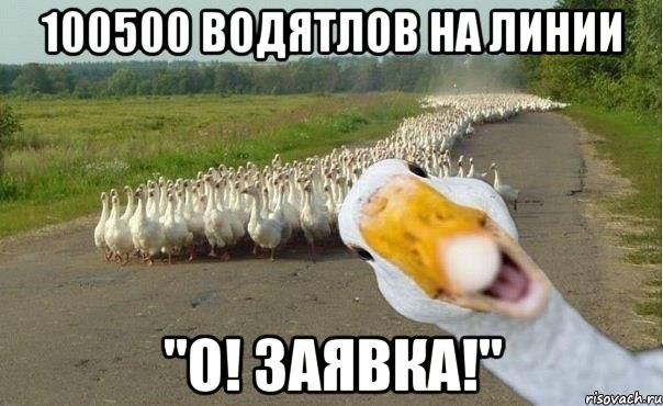 100500 водятлов на линии "о! заявка!", Мем гуси