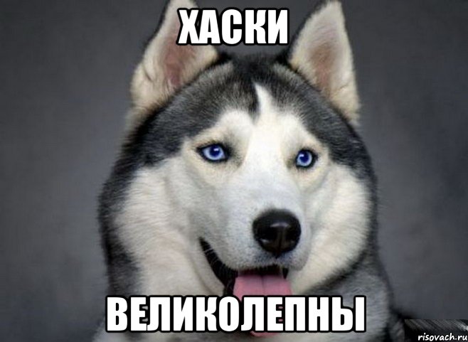 хаски великолепны, Мем Хаски охуенны