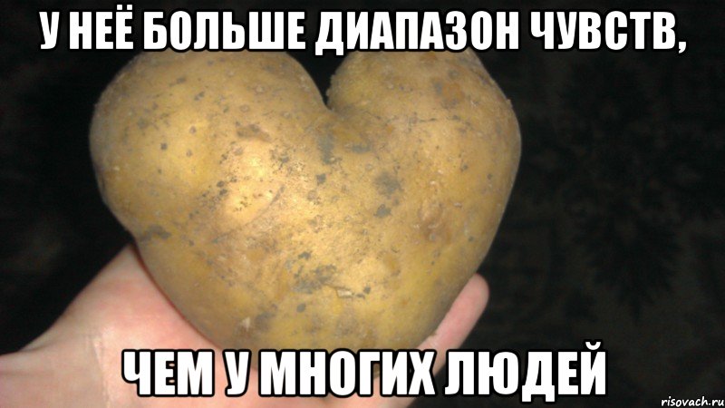 у неё больше диапазон чувств, чем у многих людей, Мем Иногда у овоща больше диапазон ч