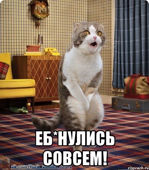  еб*нулись совсем!, Мем кот