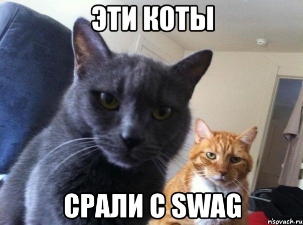 эти коты срали с swag